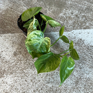 Philodendron Hederaceum Variegata 4" - Heartleaf Variegated Philodendron