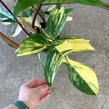 Load image into Gallery viewer, Philodendron Florida Beauty 6&quot;