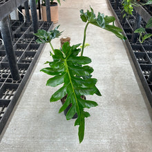 Load image into Gallery viewer, Philodendron &#39;Bob Cee&#39; 6&quot;