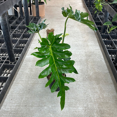 Philodendron 'Bob Cee' 6