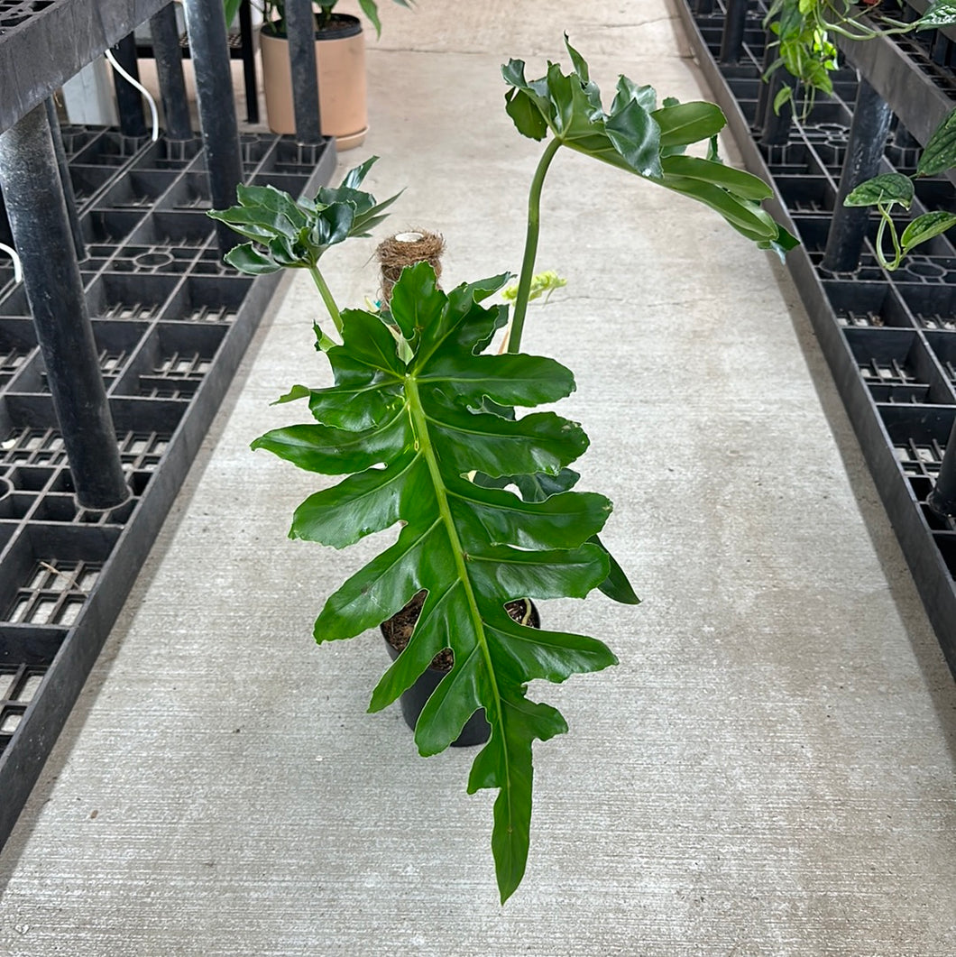 bob cee philodendron care Philodendron 'Bob Cee' 6" – Kent East Hill Nursery