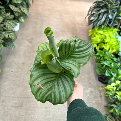 Calathea 'Orbifolia' 4