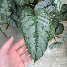 Load image into Gallery viewer, Philodendron brandtianum 10&quot;