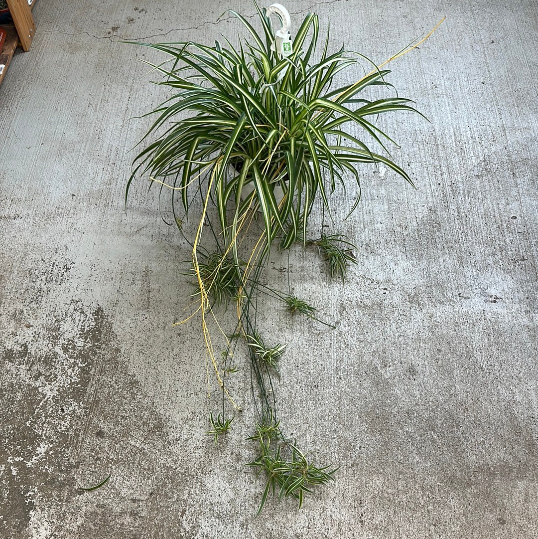 spider hb plant Chlorophytum sp. 10" HB