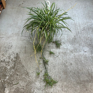 Chlorophytum sp. 10" - Spider Plant Reverse Variegated Basket