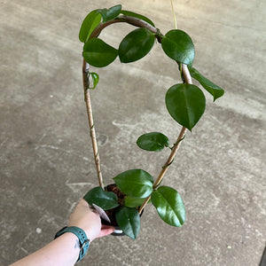 Hoya sp. PNG SV-422 4"