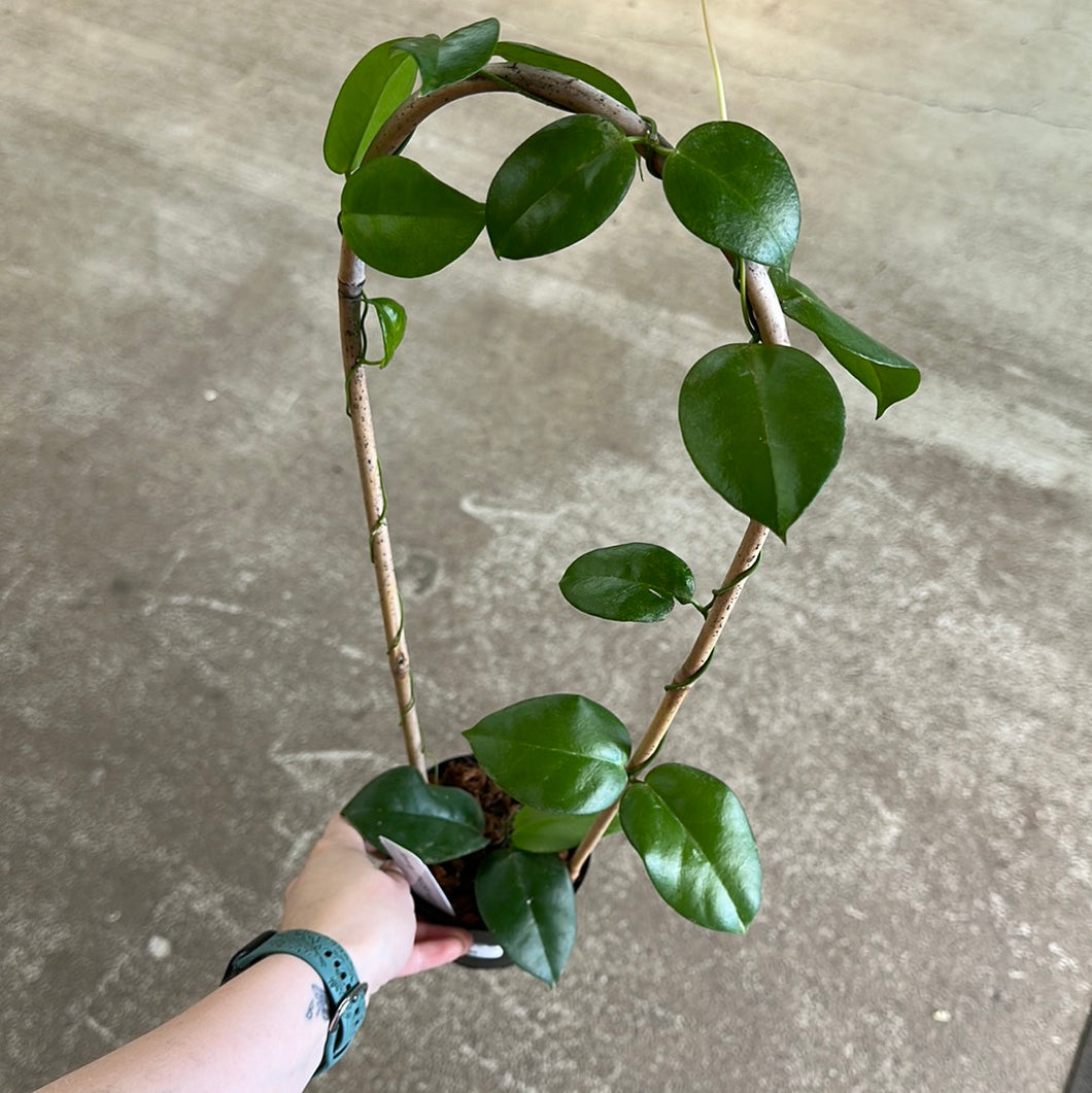 Hoya sp. PNG SV-422 4