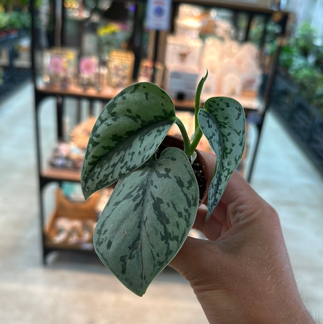 silver lady plant pothos Scindapsus pictus 'Silver Lady' 2"
