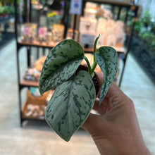 Load image into Gallery viewer, Scindapsus pictus &#39;Silver Lady&#39; 2&quot;
