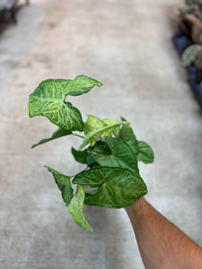Syngonium Bob Allusion 4"