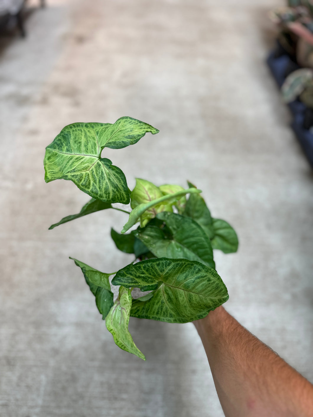 Syngonium Bob Allusion 4