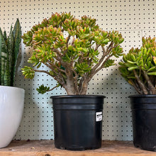 Load image into Gallery viewer, Crassula ovata 10&quot; - Jade Plant