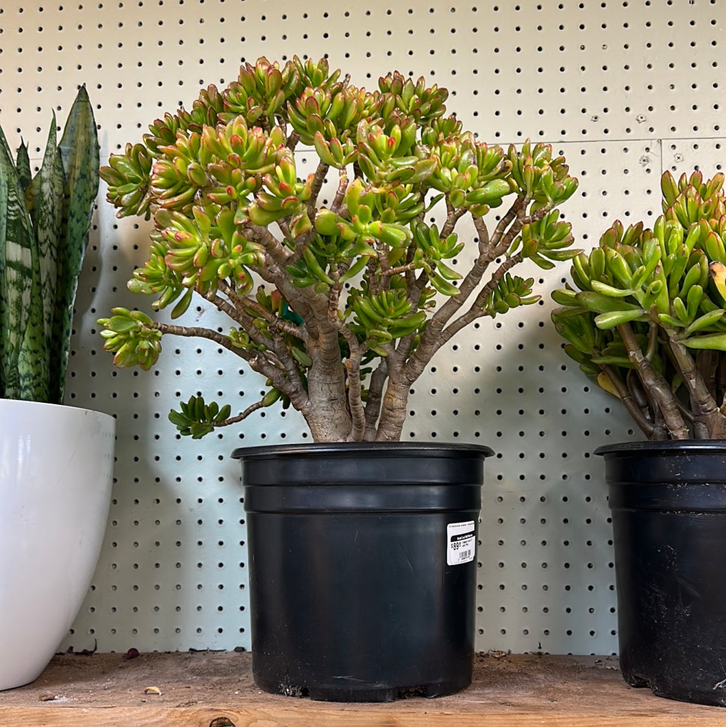 Crassula ovata 10