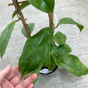 Hoya finlaysonii Chicken Farm 4"