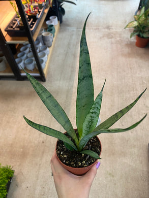 Sansevieria Silver Princess 4