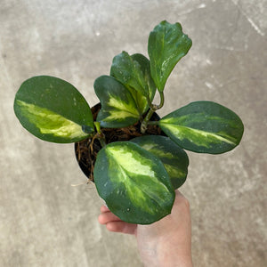 Hoya Obovata Reverse Variegated 4"