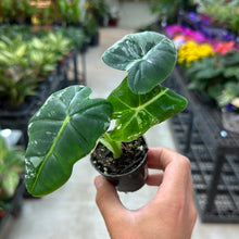 Load image into Gallery viewer, Alocasia &#39;Frydek Variegata&#39; 2&quot;