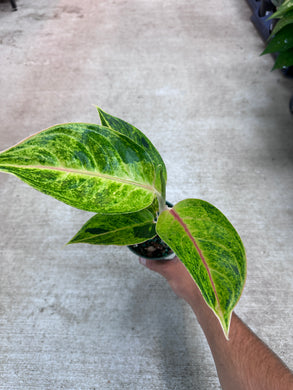 Aglaonema Green Papaya 4