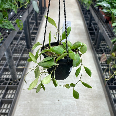 Hoya pallilimba 4