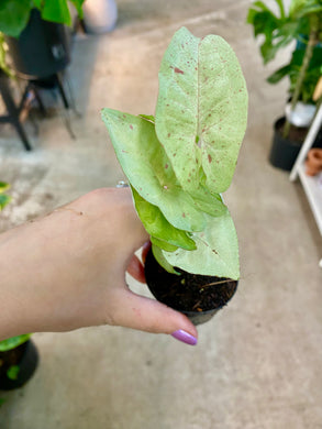 Syngonium Confetti 2