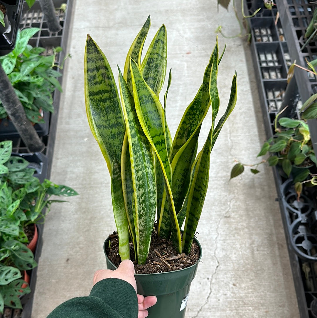 Sansevieria trifasciata 6in Laurentii snake plant
