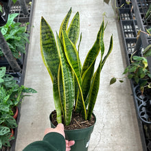 Load image into Gallery viewer, Sansevieria laurentii superba 6&quot; - Variegated Snake Plant