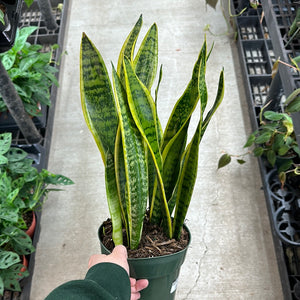 variegated sansevieria Sansevieria laurentii superba 6"