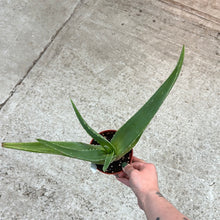 Load image into Gallery viewer, Aloe Vera 4&quot;