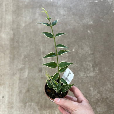 Hoya lanceolata 'Bella' Outer Variegated 3