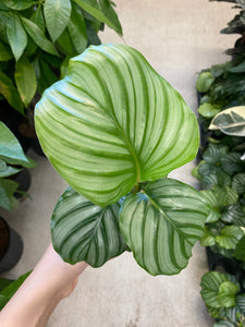 Calathea orbifolia 4"