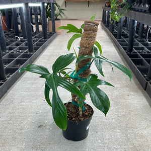 philodendron florida nursery Philodendron Florida Green 6"