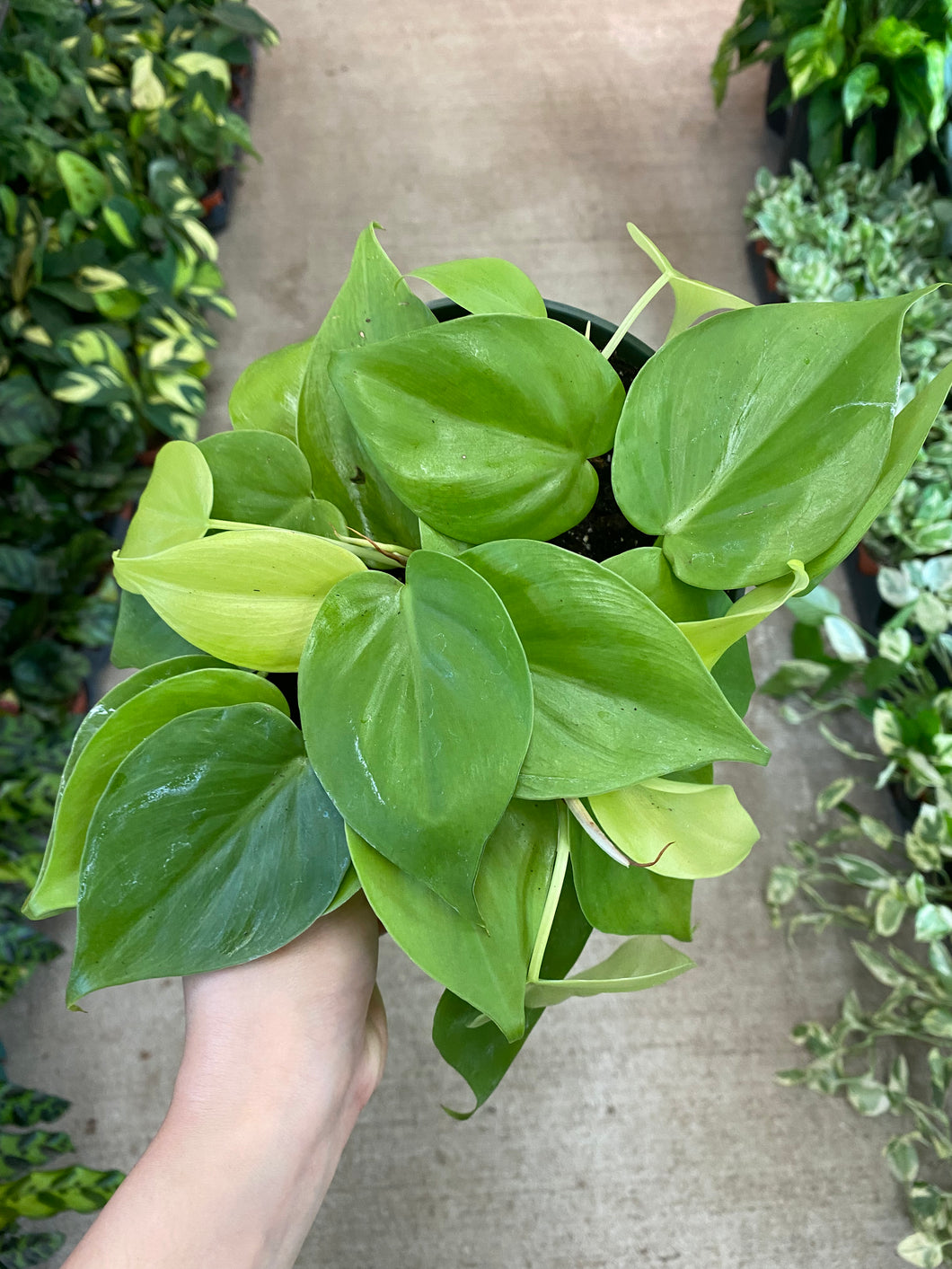 Philodendron h. 'Lemon Lime' 6
