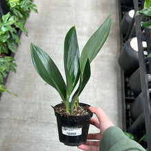 Load image into Gallery viewer, Scindapsus Treubii Dark Form 4&quot;