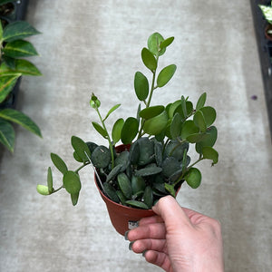 Xerosicyos danguyi 4" - Silver Dollar Vine