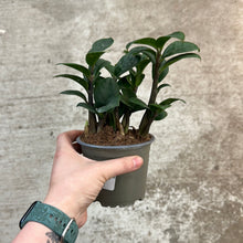 Load image into Gallery viewer, Zamio Zamioculcas &#39;Zenzi&#39; 4&quot; - Dwarf ZZ Plant