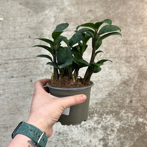 dwarf zz plant zamioculcas zamiifolia 'dwarf' zee zee plant Zamio Zamioculcas 'Zenzi' 4"