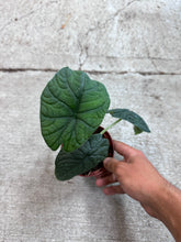 Load image into Gallery viewer, Alocasia Melo 4&quot;