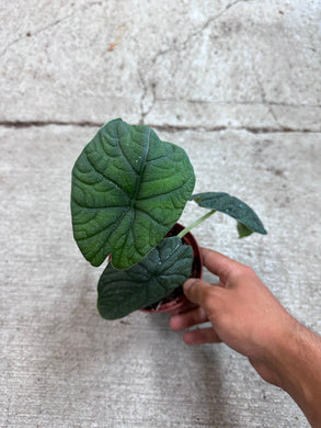 Alocasia Melo 4