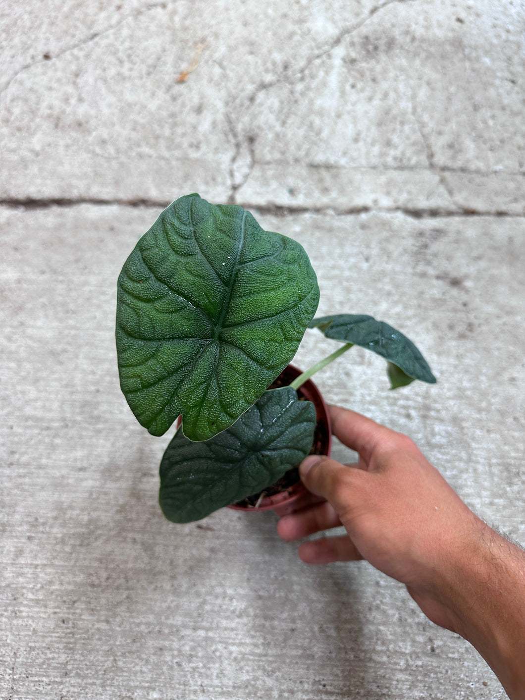 Alocasia Melo 4