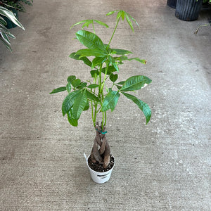 money tree kent hours Pachira Aquatica 4"