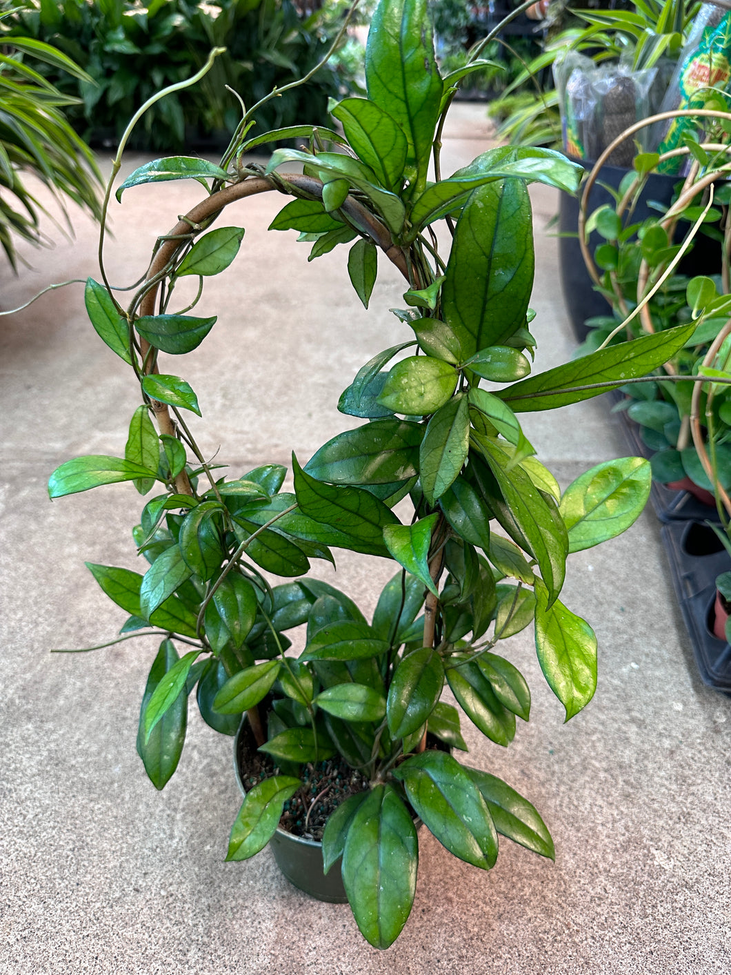 Hoya crassipetiolata 6