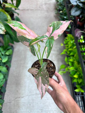 Syngonium Pink Splash 4