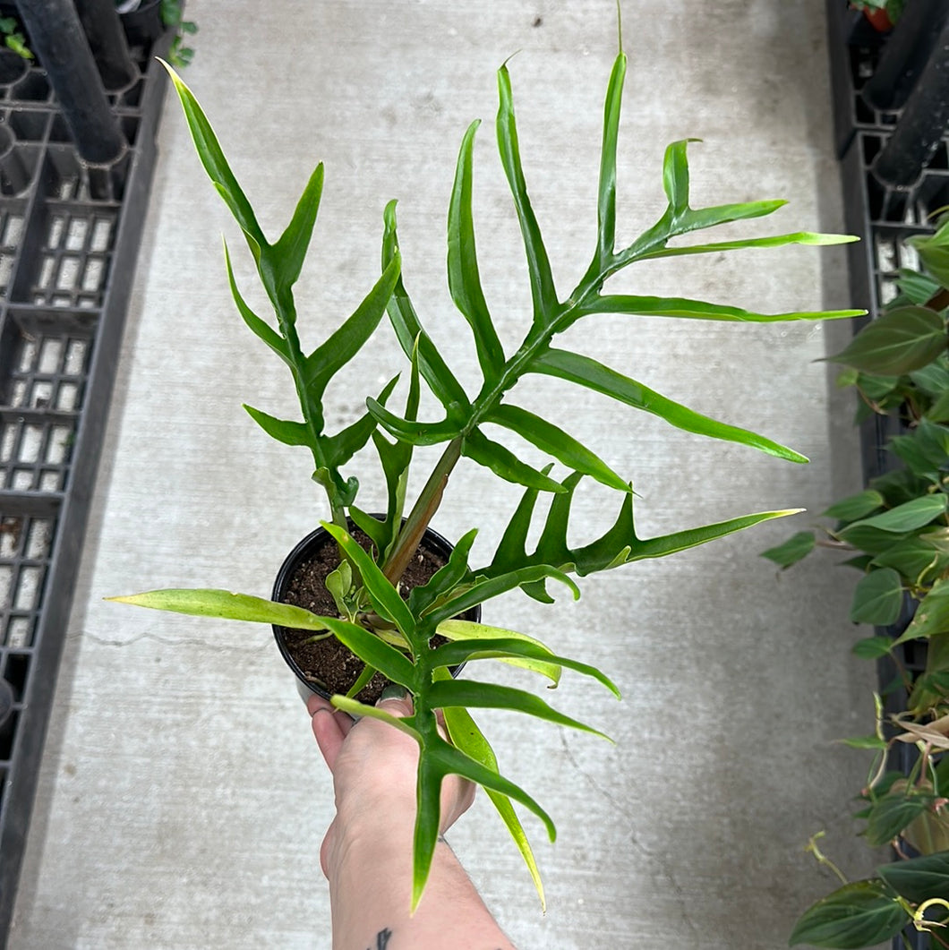 4 philodendron Philodendron sp. 4" – Kent East Hill Nursery