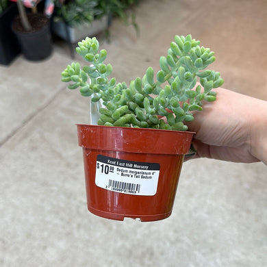 Sedum morganianum 4
