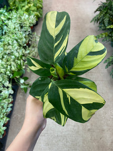 Calathea Pilosa 4"