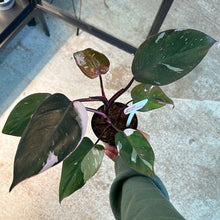 Load image into Gallery viewer, Philodendron Red Anderson 4&quot;