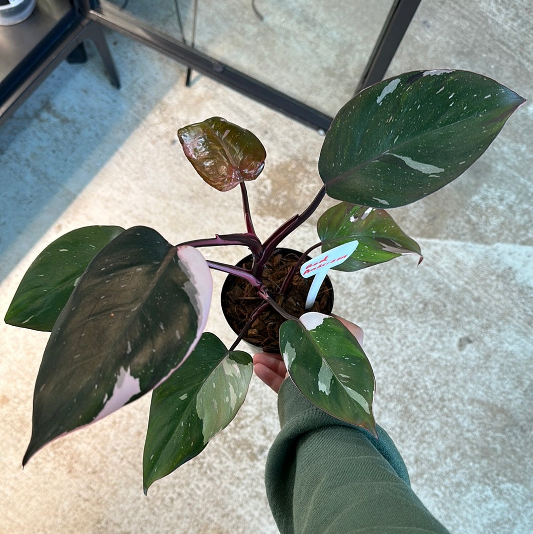 red anderson philodendron for sale Philodendron Red Anderson #1 – Kent East Hill Nursery