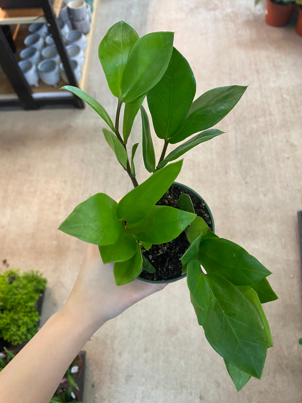 Zamio Zamioculcas 4