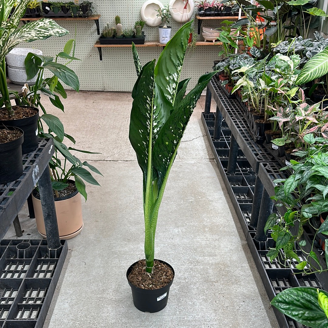 mature dieffenbachia Dieffenbachia Crocodile 8