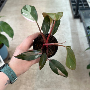 Philodendron Pink Princess 3" High Marble Variegation